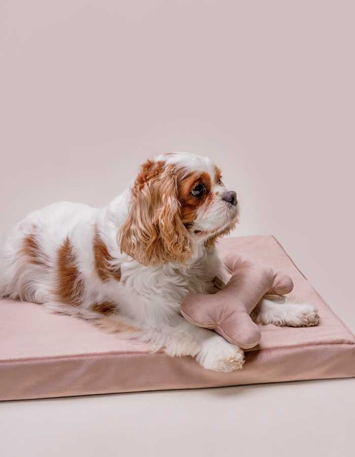 Pet enjoying the therapeutic memory foam dog cushion