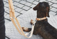 Load image into Gallery viewer, dog leash & harness
