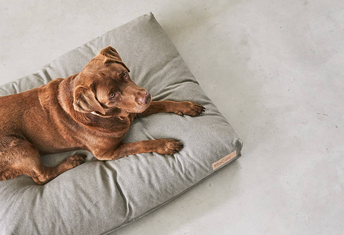Mare Dog Cushion dog bed