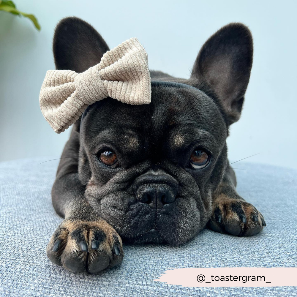 High-Quality Nude Polyester Cord Dog Bow Tie Detail
