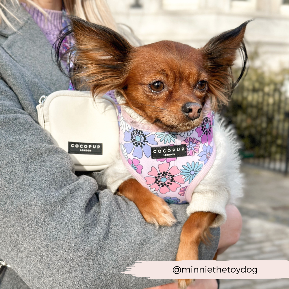 crossbody bag for dog walking