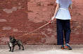 Load image into Gallery viewer, Lumi Dog Leash and Dog Collar Set Boo-oh
