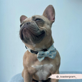 Load image into Gallery viewer, Dazzling Blue Dog Bow Tie with Velcro for Easy Attachment
