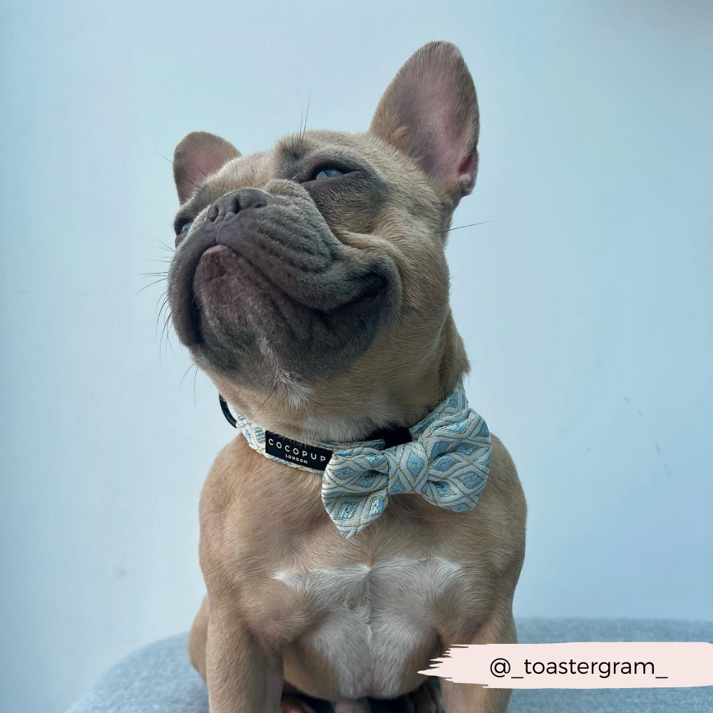 Dazzling Blue Dog Bow Tie with Velcro for Easy Attachment