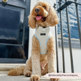 Φόρτωση εικόνας στο πρόγραμμα προβολής Gallery, Velcro Fastening Glitter Bow Tie for Dogs - Party Ready Accessory

