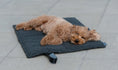 Load image into Gallery viewer, Travel bed for dogs Miacara
