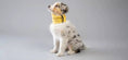 Load image into Gallery viewer, INKO Dog Neck Warmer DogLovers Singapore
