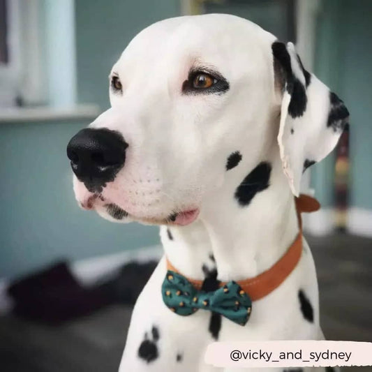 Chic Dog Bow Tie in leopard print with easy velcro fastening