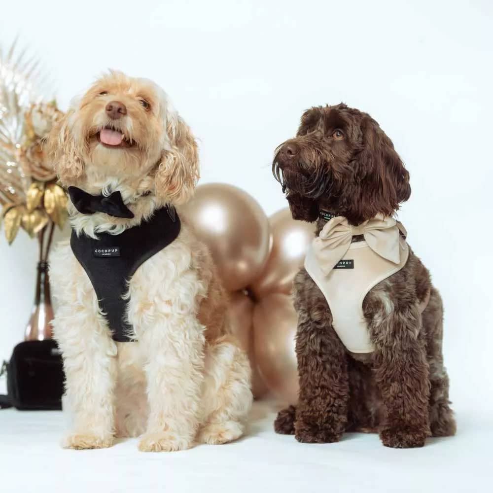 Luxe Velvet Adjustable Neck Harness - Champagne - Dog Lovers