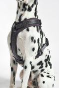 Load image into Gallery viewer, Modena Dog Collar
