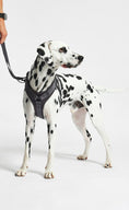 Load image into Gallery viewer, Modena Dog Collar
