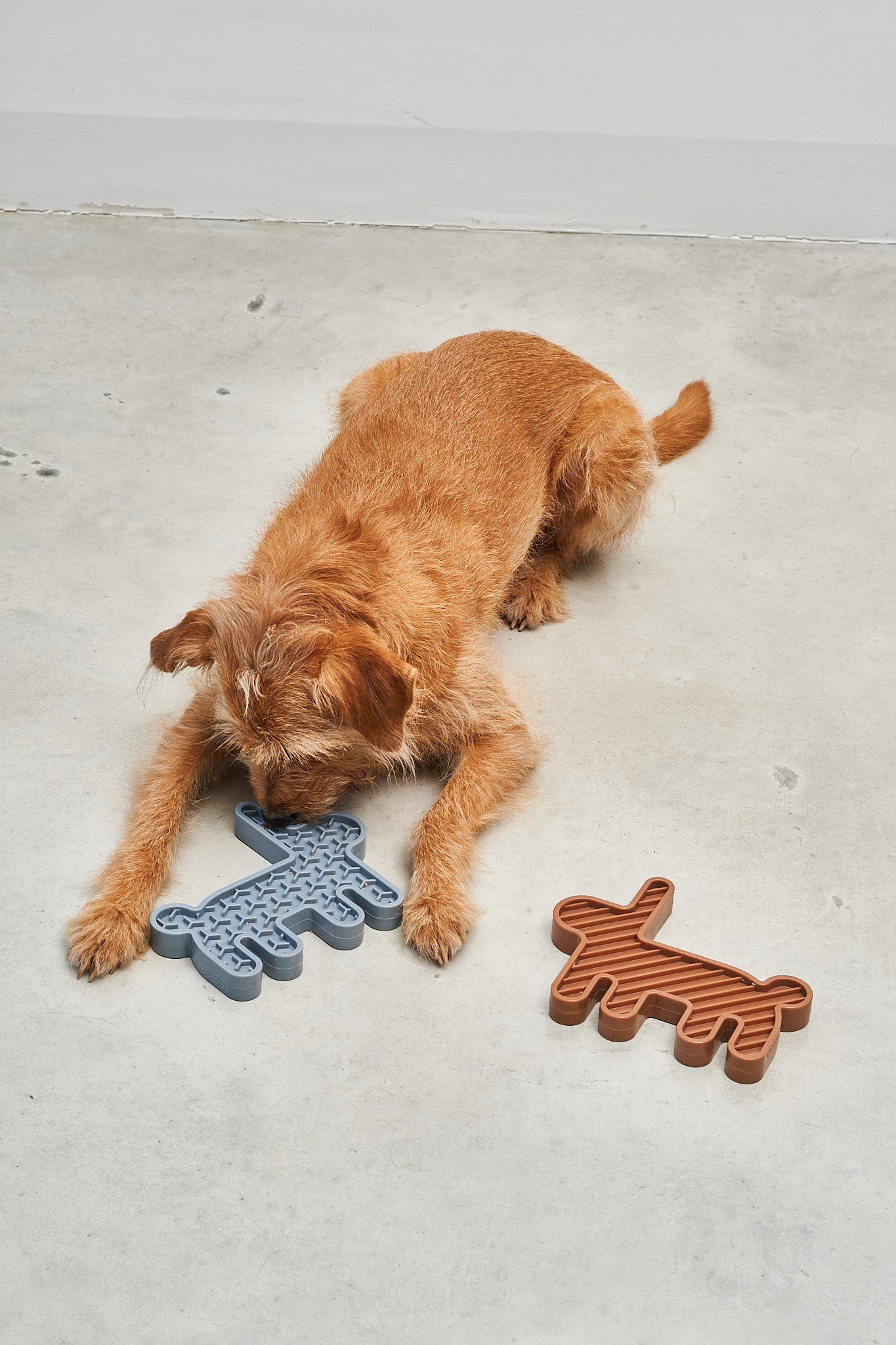 Lepre dog activity toy