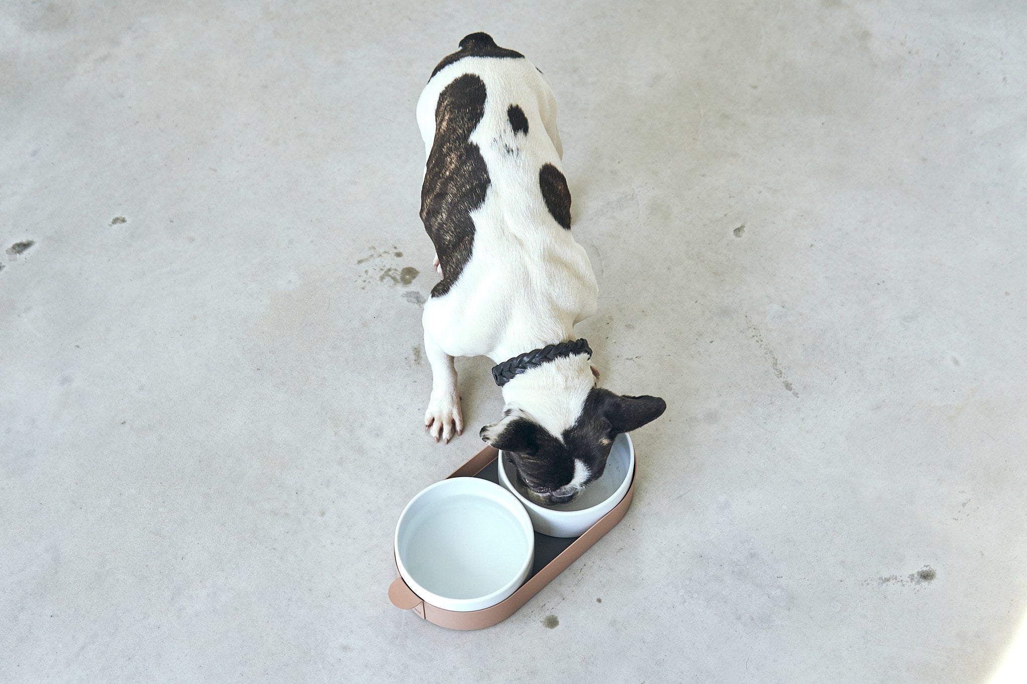 dpuble elevated dog bowls Miacara
