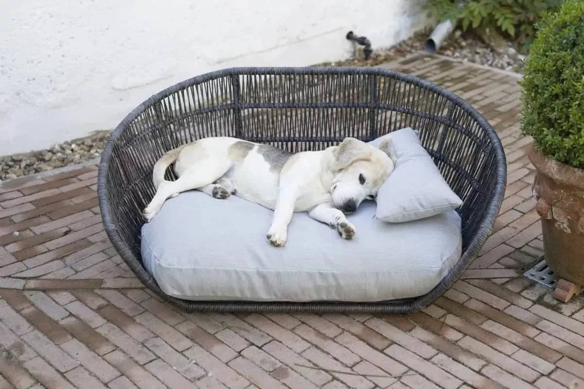 PRADO - Design dog bed Chic - Dog Lovers