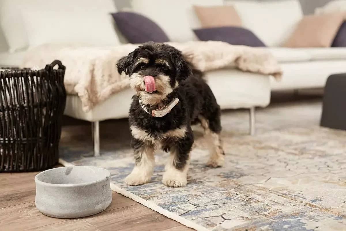 ROCKY the pet bowl