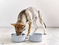 Load image into Gallery viewer, ROCKY Pet Bowl Stone - Dog Lovers
