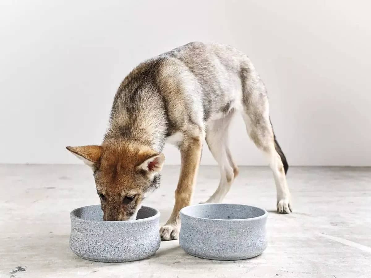 ROCKY Pet Bowl Stone - Dog Lovers