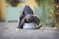 Cargar imagen en el visor de la Galería, ROCKY Pet Bowl Stone - Dog Lovers
