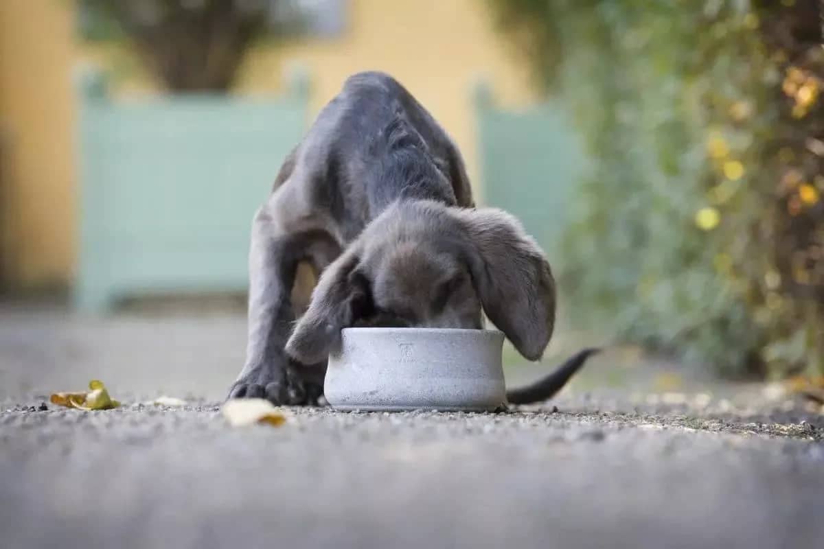 ROCKY Pet Bowl Stone - Dog Lovers