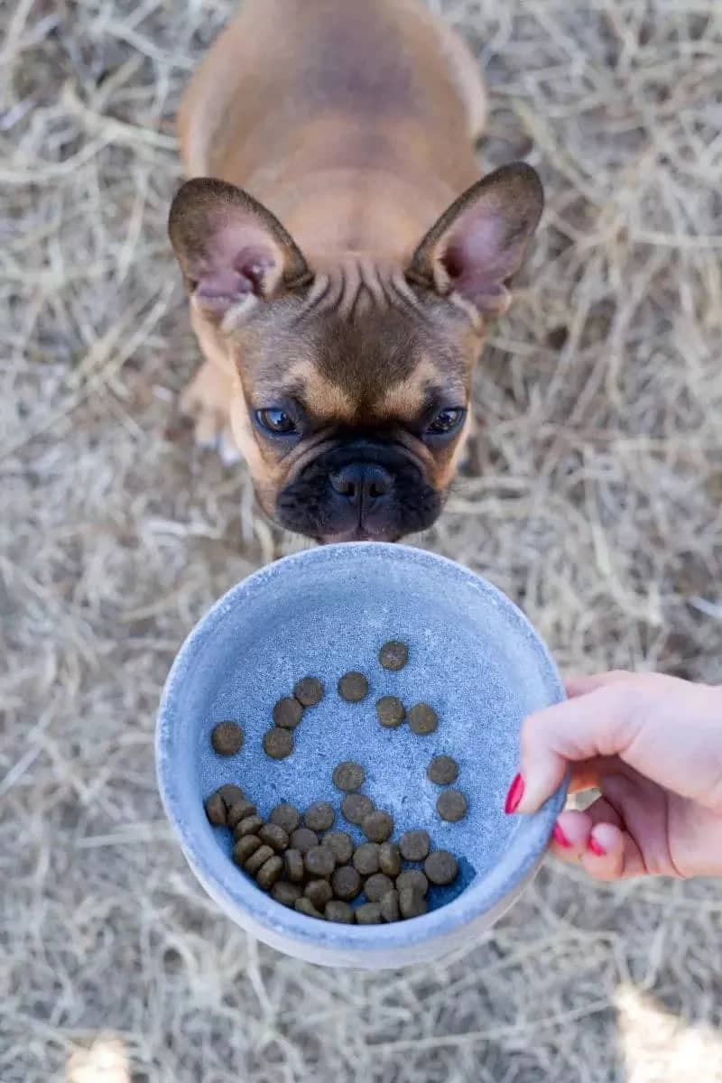 ROCKY Pet Bowl Stone - Dog Lovers