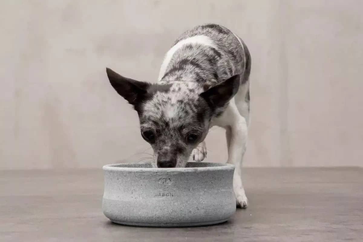 ROCKY Pet Bowl Stone - Dog Lovers