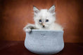 Load image into Gallery viewer, ROCKY Pet Bowl Stone - Dog Lovers
