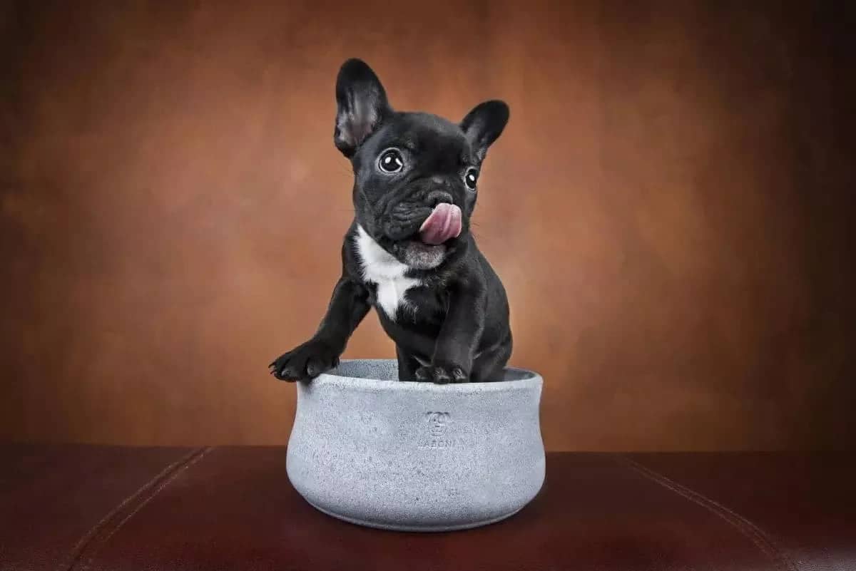 ROCKY Pet Bowl Stone - Dog Lovers