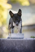 Load image into Gallery viewer, ROCKY Pet Bowl Stone - Dog Lovers
