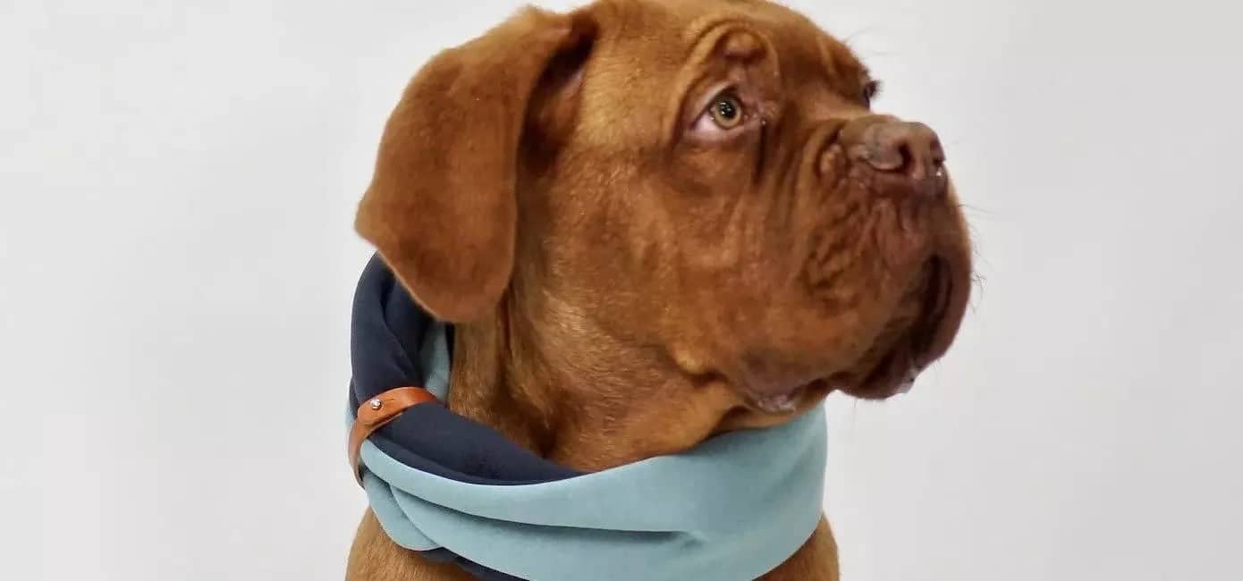 Fashionable dog neck warmer enhances winter outfits