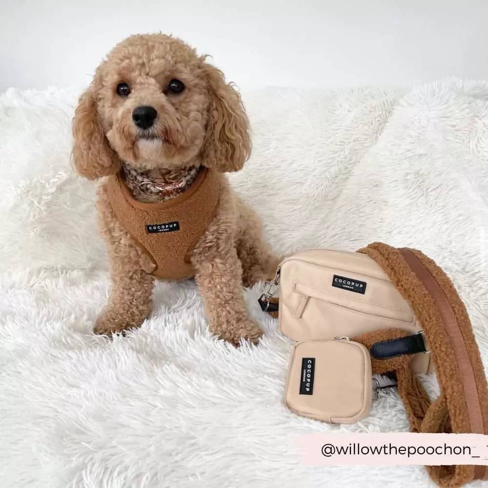 Fashionable Dog Owner Carrying Teddy Paddington Strap