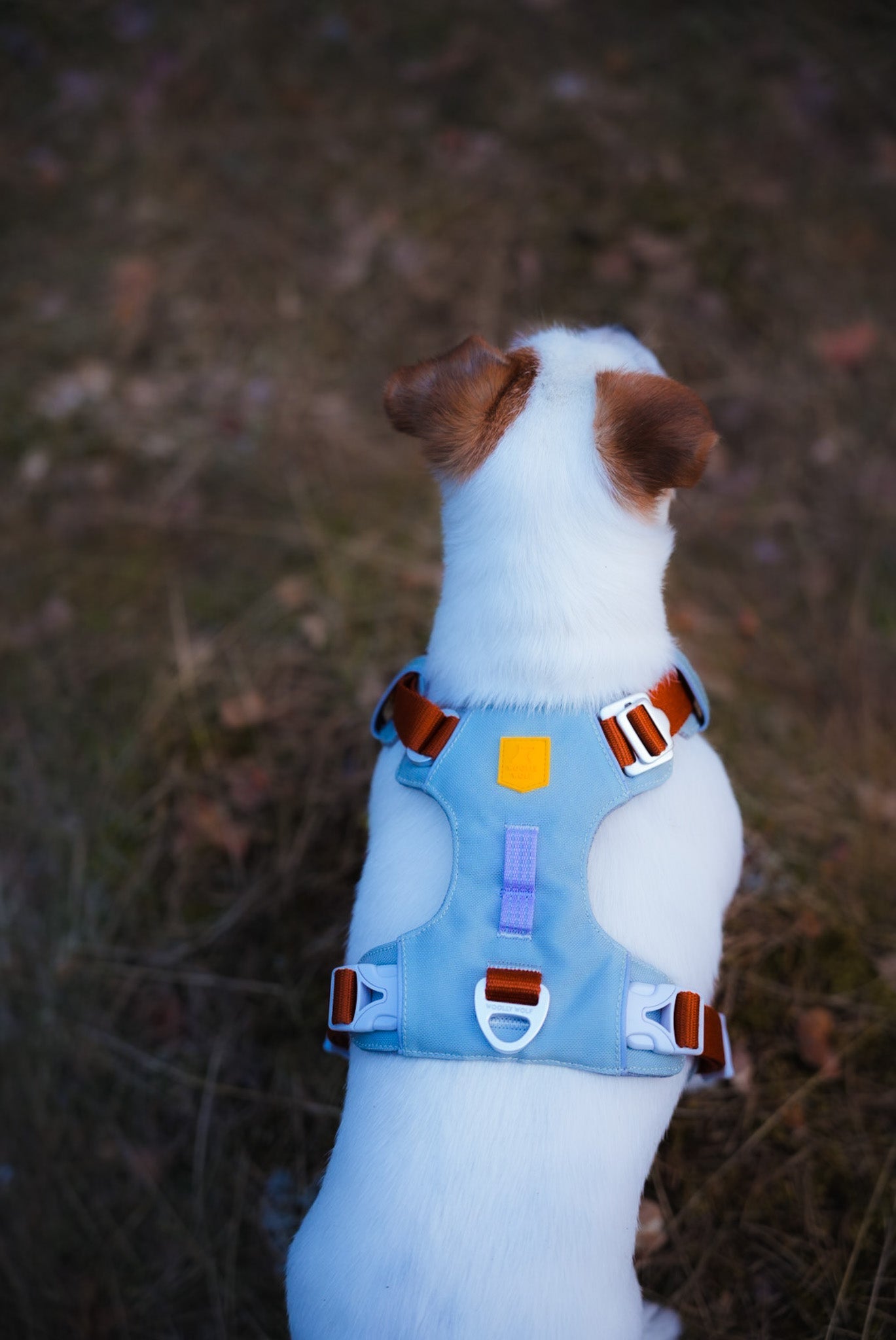 Alpha 360 Dog Harness Collection