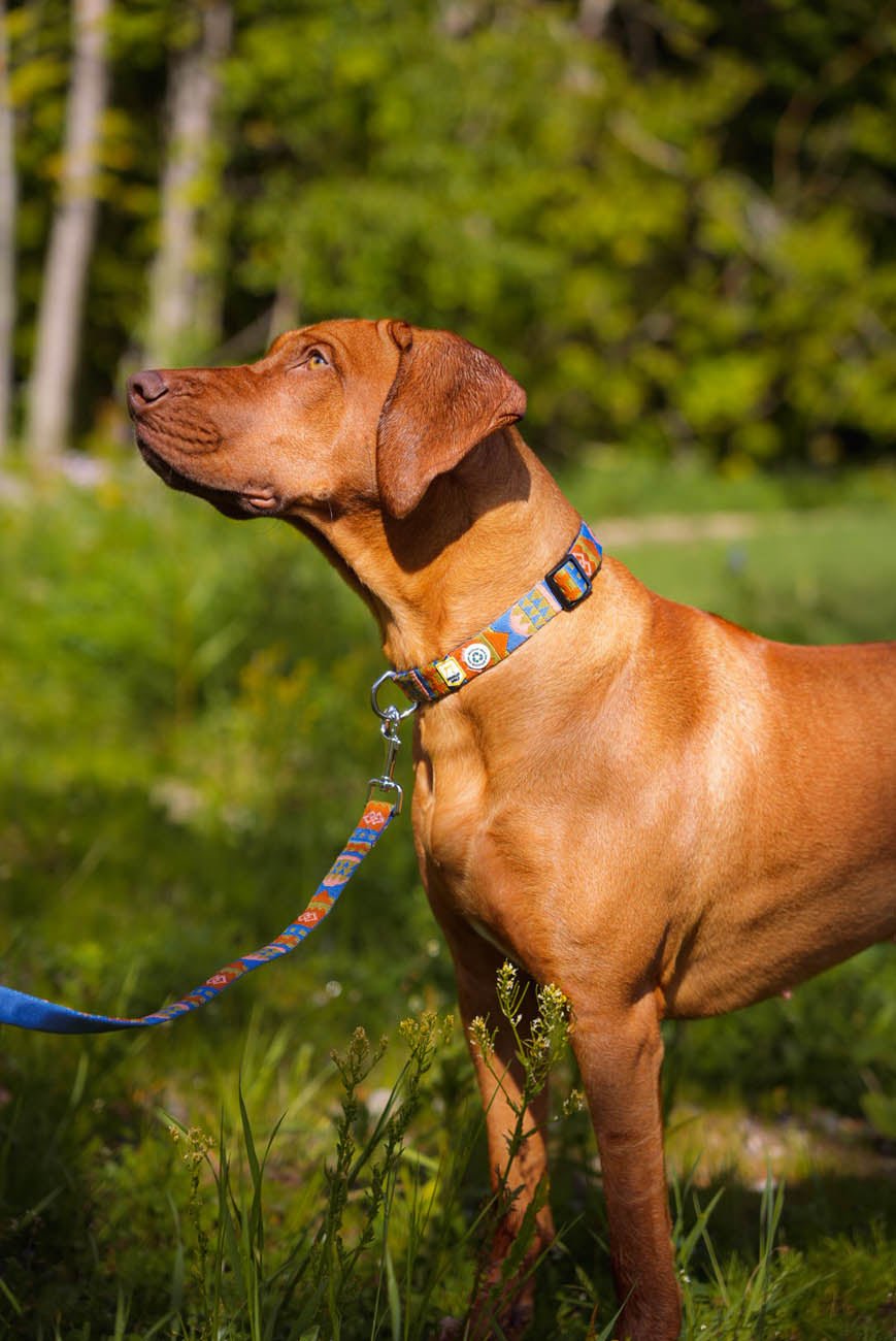 Nightless Night Dog Leash