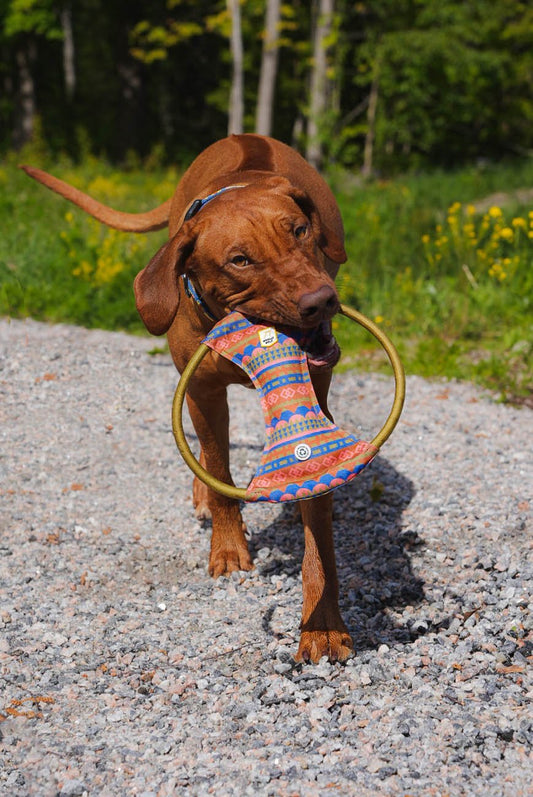 Pet enjoying outdoor play with durable dog frisbee