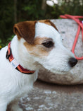 Load image into Gallery viewer, Dog enjoying the outdoors with the stylish Peaks Woven Collar
