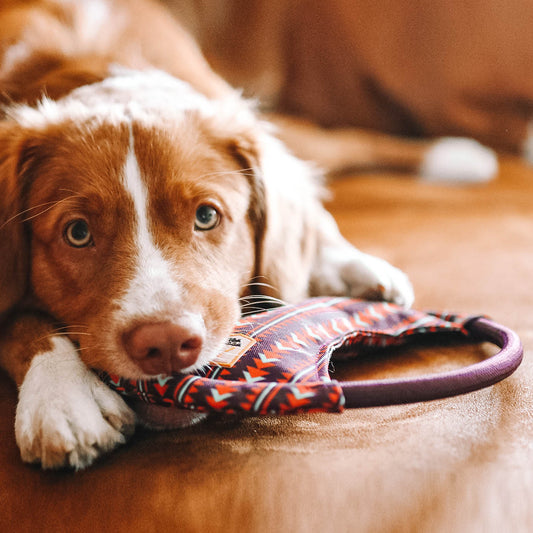 Durable and safe Dog Frisbee Toy for pets