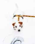 Load image into Gallery viewer, Sea to Summit Dog Leash
