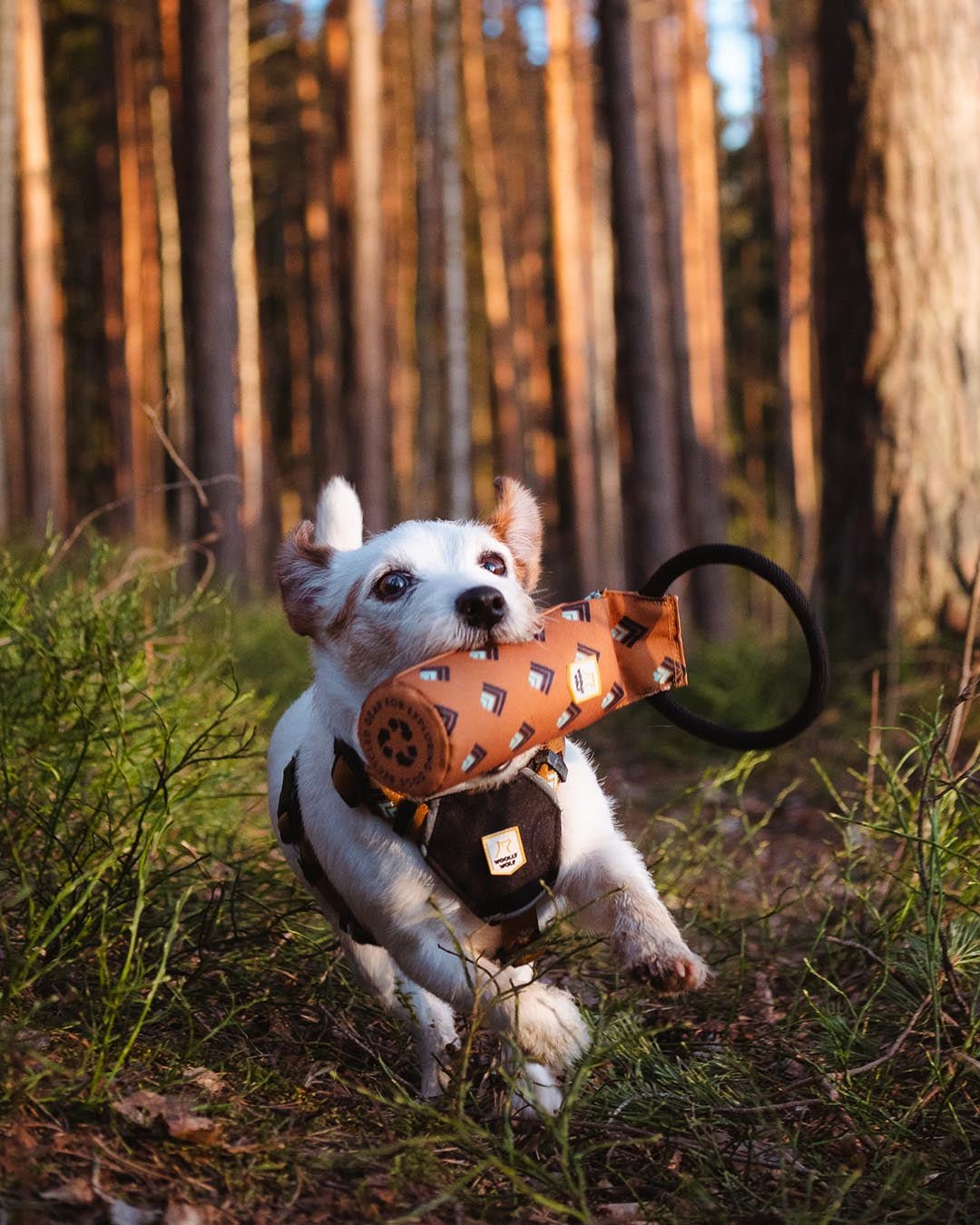 Durable Fetch Toy for dogs with recycled materials