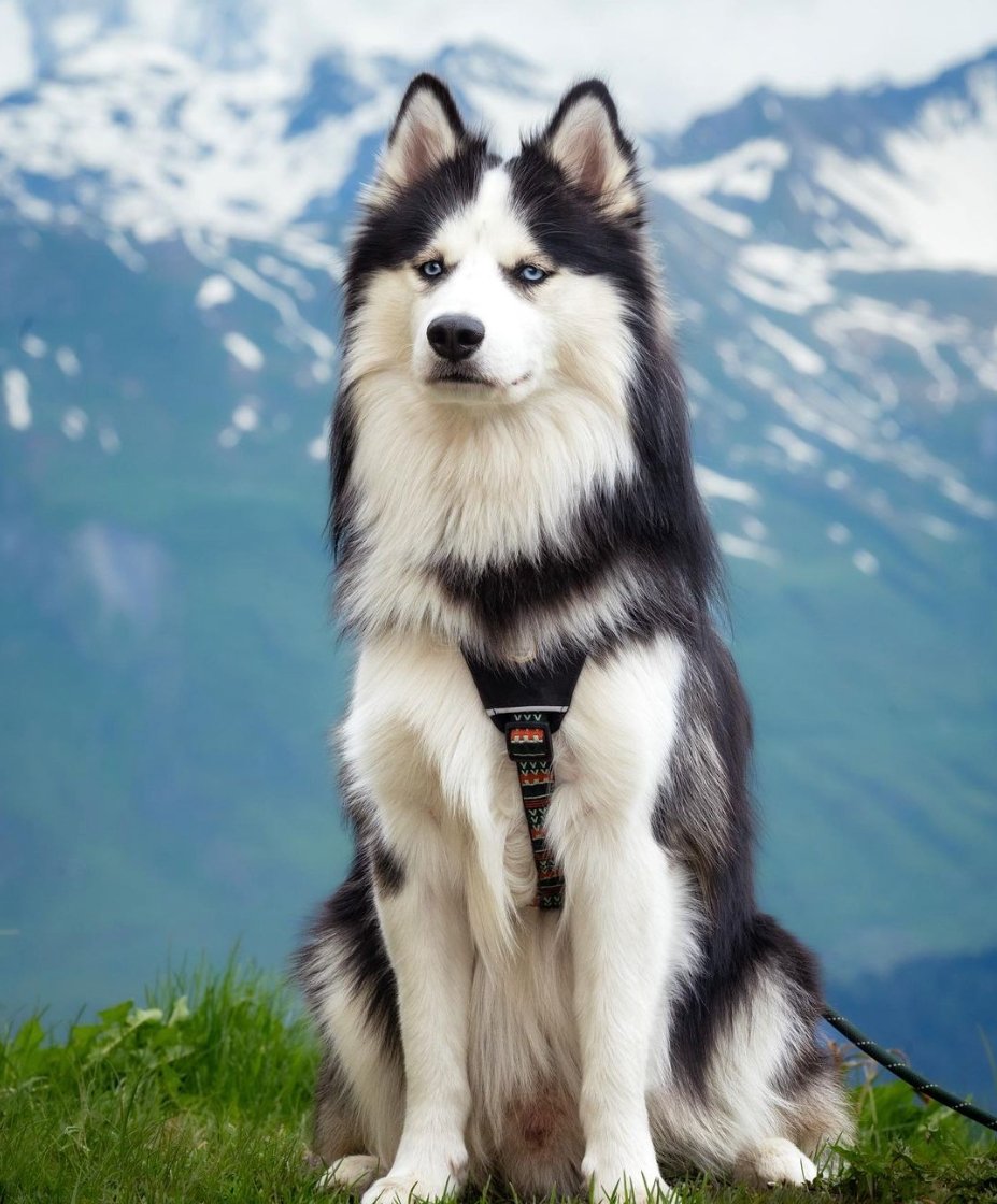Woodland Dog Harness | Dog Lovers