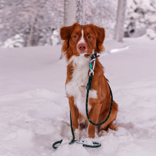 Sustainable walking leash with secure twist-lock carabiner.